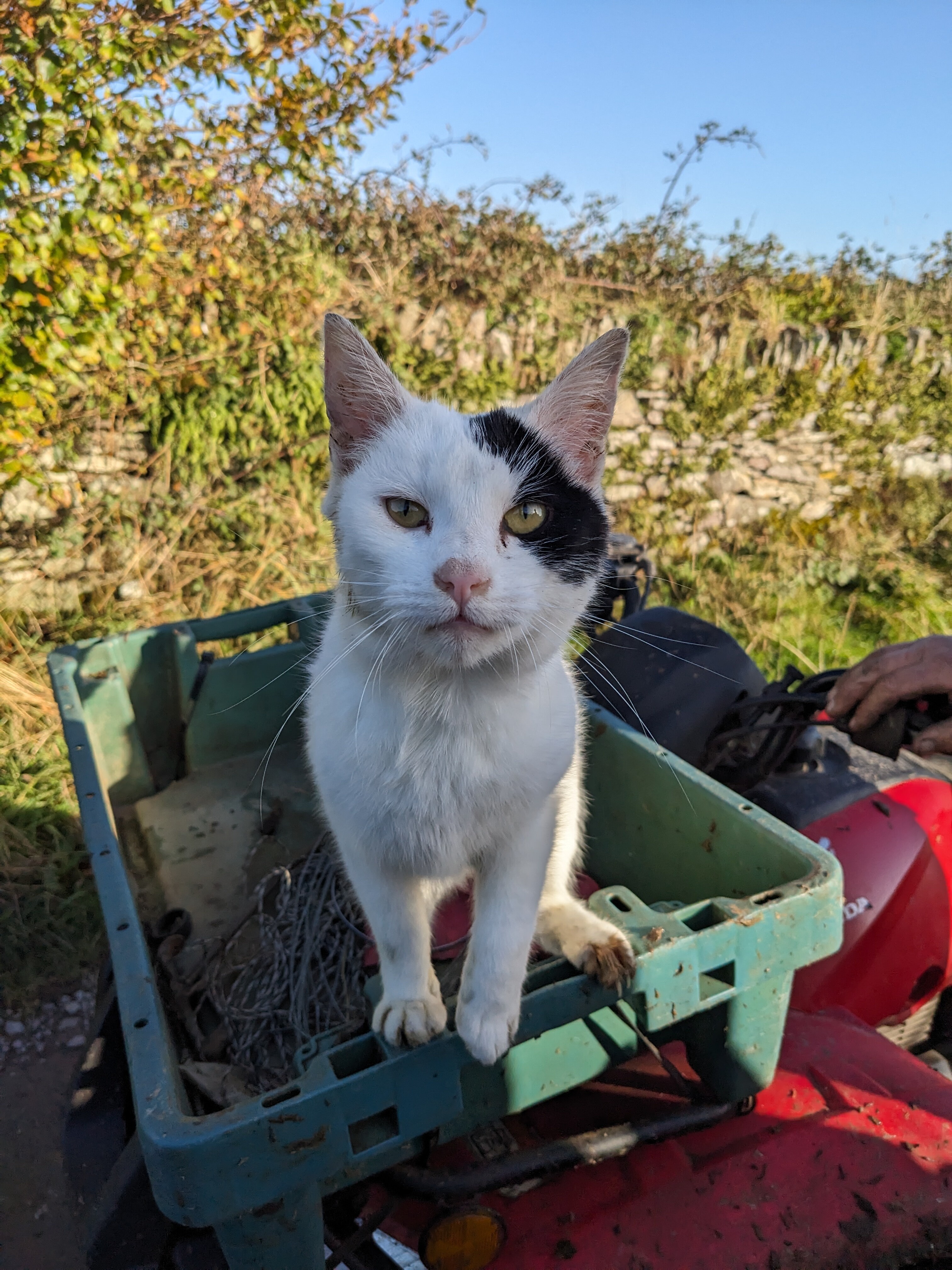 Strażnik wybrzeża - niedaleko MV Alta Rozmowy z właścicielem nieruchomości na której będą przeprowadzone prace
